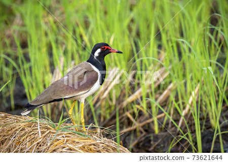 Image of red-wattled lapwing bird (Vanellus indicus) on nature background. Animal. Birds. Image of red-wattled lapwing bird (Vanellus indicus) on nature background. Animal. Birds. 73621644