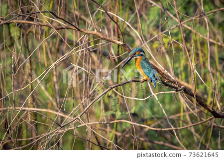 Image of common kingfisher on nature background. Animal. Birds. 73621645