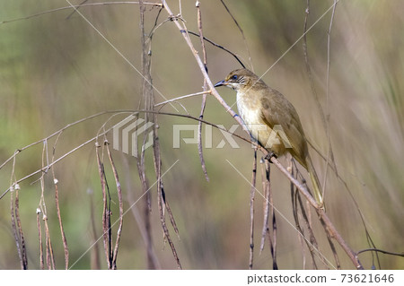 Image of streak-eared bulbul birds on nature background. Animal. Birds. (Pycnonotus blanfordi) 73621646