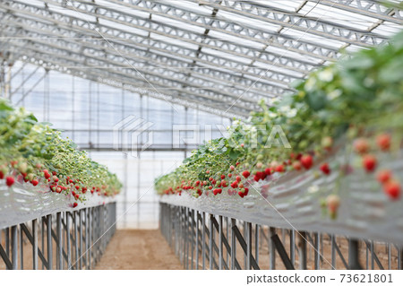 Image of strawberries cultivated in a plastic greenhouse (Red Hoppe, January) 73621801