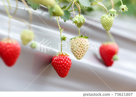 Image of strawberries cultivated in a plastic greenhouse (Red Hoppe, January) 73621807