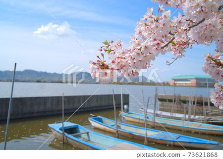 Yoshino cherry blossoms, bright spring sunlight and small boats, Higashi-ku, Okayama City, Okayama Prefecture 73621868