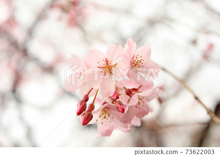 [東京]六國春天：在寒冷的天空中盛開的垂枝櫻花 73622003