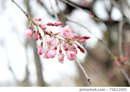 [Tokyo] Spring Rikugien Garden Weeping cherry blossoms blooming in the cold sky 73622005