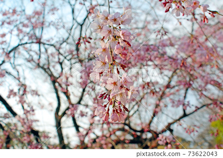 [Tokyo] Rikugien Garden in Spring: Up of weeping cherry blossoms that shine in the blue sky 73622043