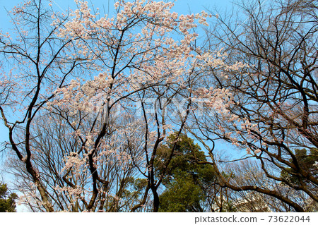 [Tokyo] Spring Rikugien Garden Blue sky and eight-minute blooming cherry blossoms 73622044