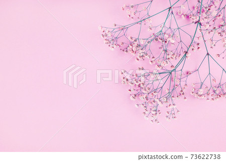 Beautiful flower background of gypsophila flowers. 73622738