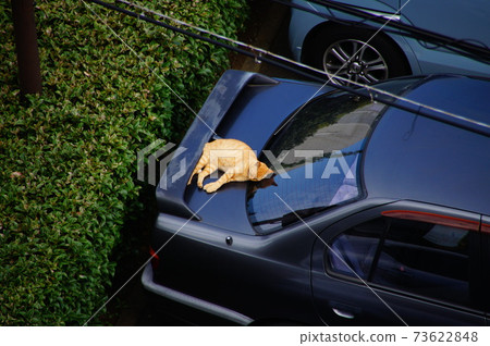 睡在樹幹上的貓 73622848