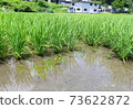 Rice fields and tadpoles 73622872