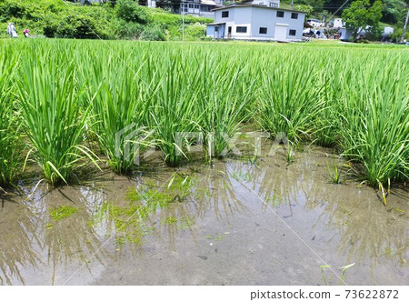 Rice fields and tadpoles 73622872
