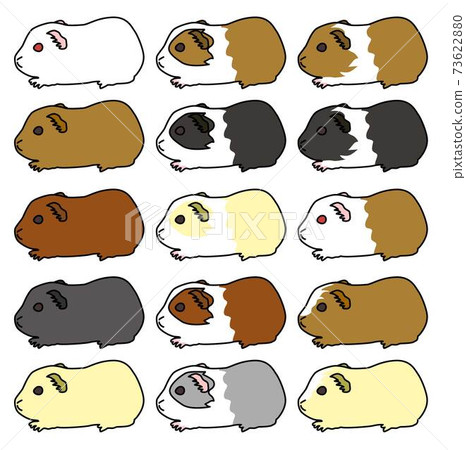 English Guinea Pig Line Art 01 English Guinea Pig Line Art 01 73622880