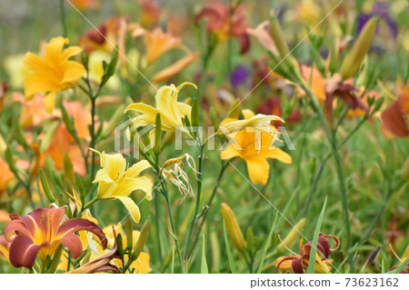 明亮的百合 73623162