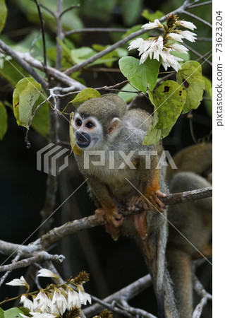 Squirrel monkey Squirrel monkey 73623204