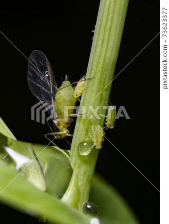 Aphid and its young offspring drink water from a dewdrop on a grass trunk 73623377