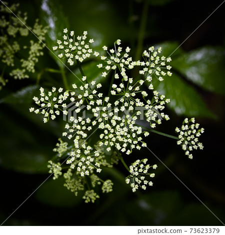 The small white flowers of the forest scattering like rays from the central stems The small white flowers of the forest scattering like rays from the central stems 73623379
