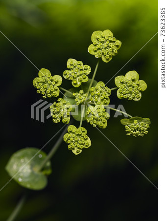 Small green flowers of the forest are placed on trays of leaves. The natural picture is completely in green tones Small green flowers of the forest are placed on trays of leaves. The natural picture is completely in green tones 73623385