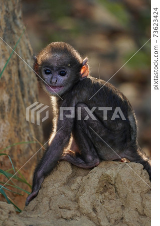 Hanumann Rungour 73623424