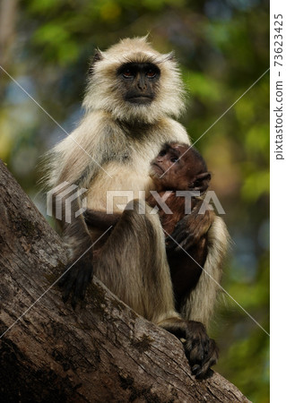 Hanumann Rungour 73623425