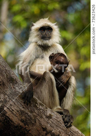 Hanumann Rungour 73623426