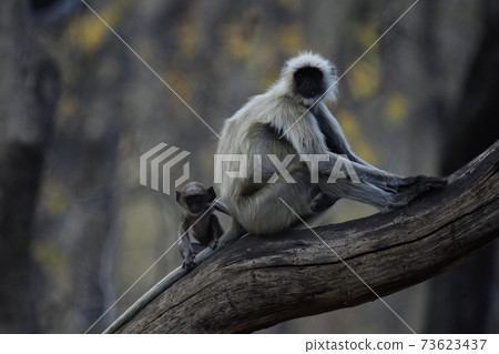 Hanumann Rungour 73623437