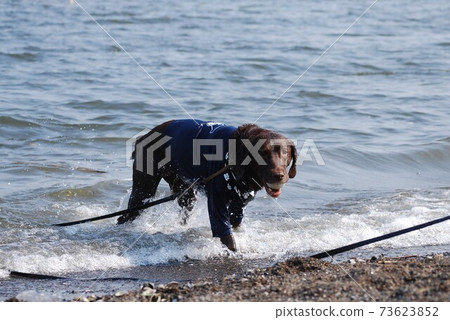 狗在海裡玩 狗在海裡玩 73623852