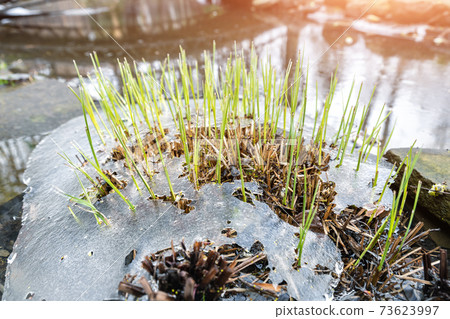 Sprouts of fresh new first green cane reed growing breakthrough frozen water ice crust on pond or river against shining sun at warm spring day. Nature awakening scene concept. Thaw melt snow weather Sprouts of fresh new first green cane reed growing breakthrough frozen water ice crust on pond or river against shining sun at warm spring day. Nature awakening scene concept. Thaw melt snow weather 73623997