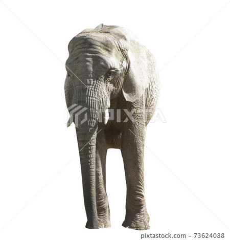 Big gray Elephant isolated on white background. Big gray Elephant isolated on white background. 73624088