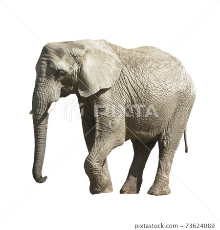 Big gray Elephant isolated on white background. Big gray Elephant isolated on white background. 73624089