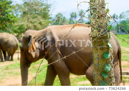 Pinnawala Elephants Orphanage. Sri Lanka 73624266