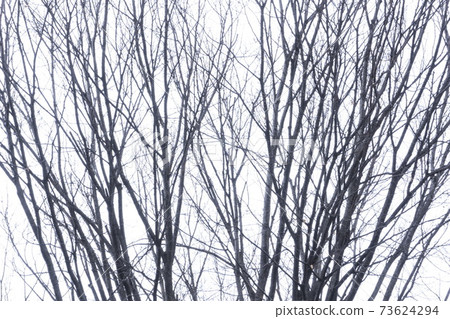 木表面特寫鏡頭 木表面特寫鏡頭 73624294