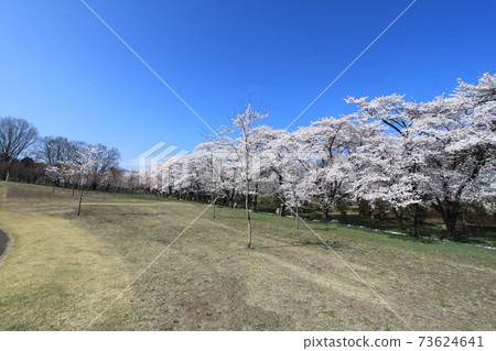 群馬縣赤城南側的千本櫻,盛開的湛藍天空 群馬縣赤城南側的千本櫻,盛開的湛藍天空 73624641