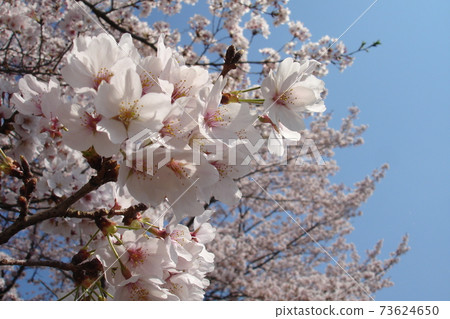 The cherry blossoms in full bloom and the cherry blossoms in full bloom in the background The cherry blossoms in full bloom and the cherry blossoms in full bloom in the background 73624650