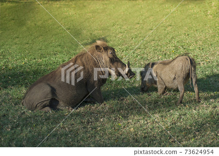 Wharthog, Africa 73624954