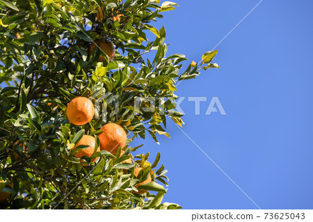 藍藍的天空中生長的新鮮橘子 73625043