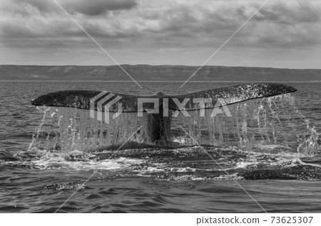Whale Patagonia Argentina Whale Patagonia Argentina 73625307