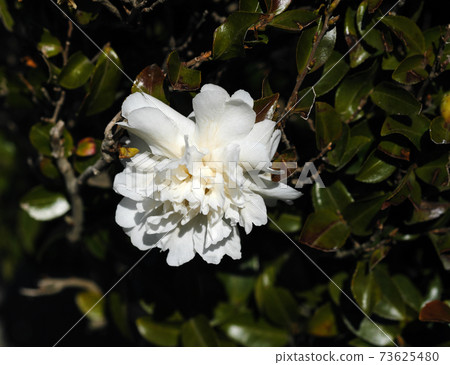 美麗的白色山茶花 美麗的白色山茶花 73625480