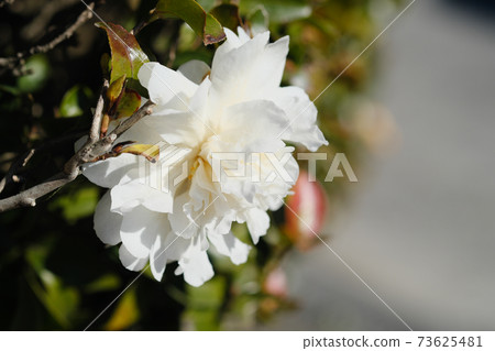 盛開白花的山茶花的簡介 73625481