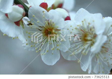 It bears the cold and blooms elegantly 73625513