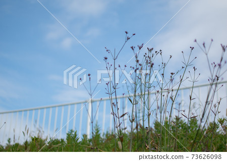野花盛開的路邊的藍天 73626098
