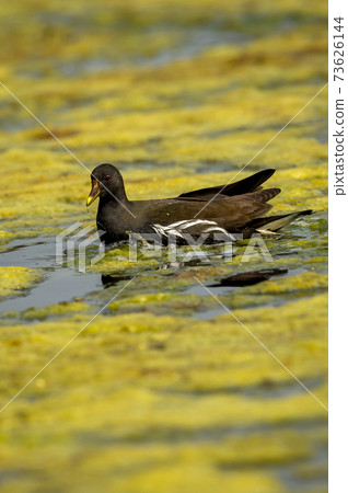 common moorhen or gallinula chloropus bird in wetland of keoladeo national park or bharatpur bird sanctuary rajasthan india common moorhen or gallinula chloropus bird in wetland of keoladeo national park or bharatpur bird sanctuary rajasthan india 73626144