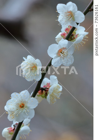 It bears the cold and blooms elegantly It bears the cold and blooms elegantly 73626161