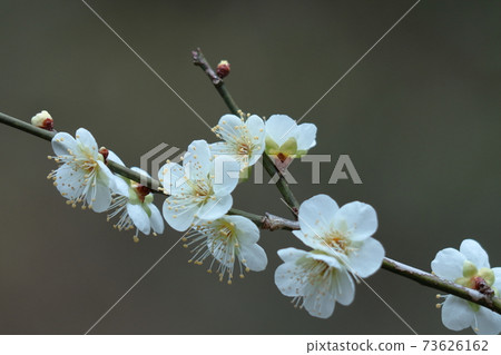 It bears the cold and blooms elegantly 73626162