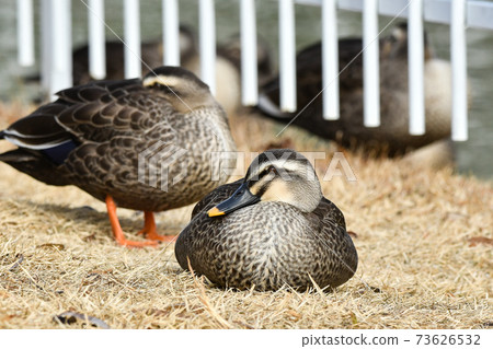 鴨 73626532