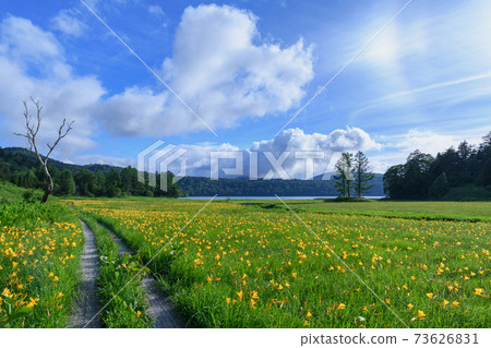 大江濕地的日光Kisuge盛開 73626831