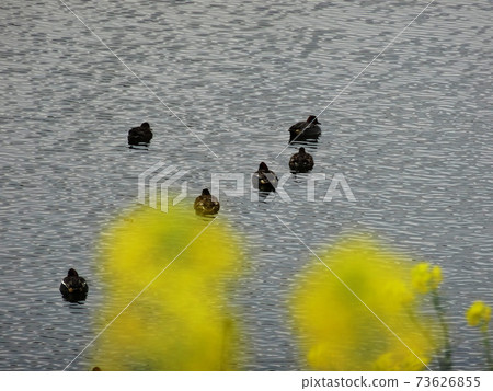 Rape blossoms blooming along a stream where duck parents and children float (focus on duck) 003 73626855