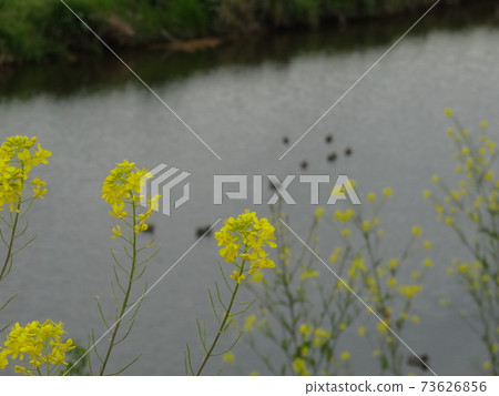 Rape blossoms blooming along a stream where duck parents and children float (focus on rape blossoms) 001 73626856