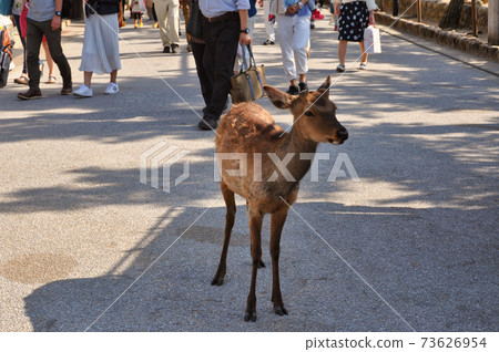 One wild deer in Miyajima 73626954