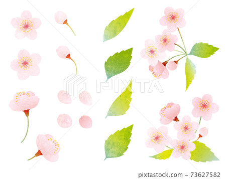 水彩風格的各種櫻花和葉櫻花的素材插圖 水彩風格的各種櫻花和葉櫻花的素材插圖 73627582