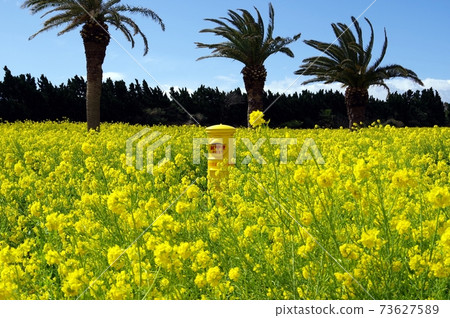 Yellow post in the rape field 73627589