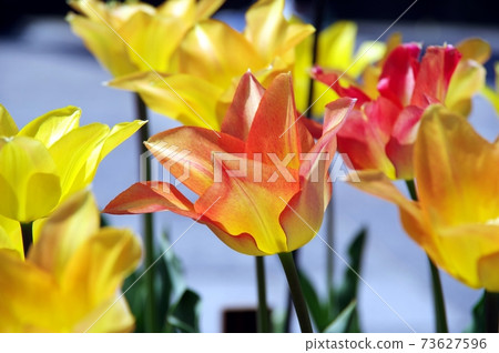 Shining orange tulips 73627596
